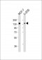 FAM120A Antibody